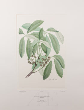 Banks Florilegium, Part 22, Plate 464