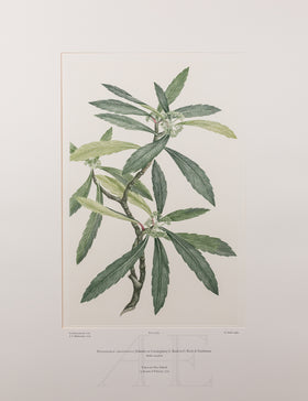 Pseudopanax crassifolius (Araliaceae)  - Plate 465
