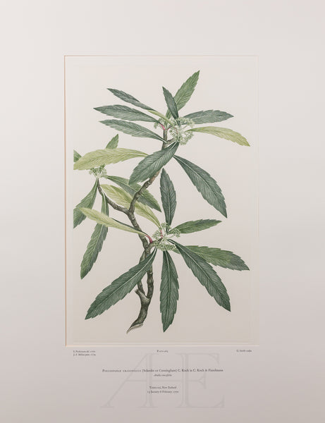 Pseudopanax crassifolius (Araliaceae)  - Plate 465
