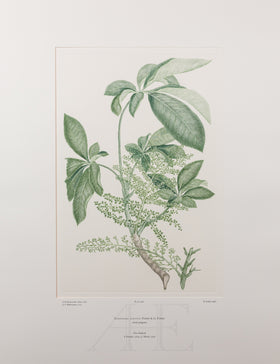 Banks Florilegium, Part 22, Plate 466
