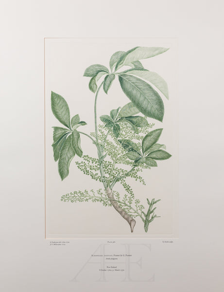 Banks Florilegium, Part 22, Plate 466