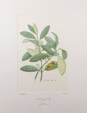 Banks Florilegium, Part 22, Plate 467