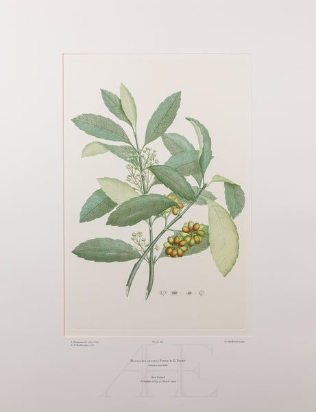 Banks Florilegium, Part 22, Plate 467
