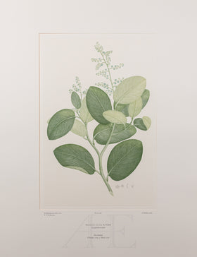 Banks Florilegium, Part 22, Plate 468