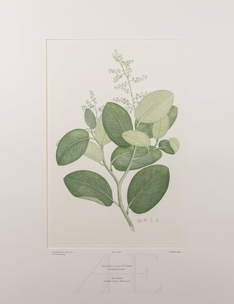 Banks Florilegium, Part 22, Plate 468