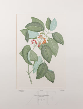 Banks Florilegium, Part 22, Plate 469