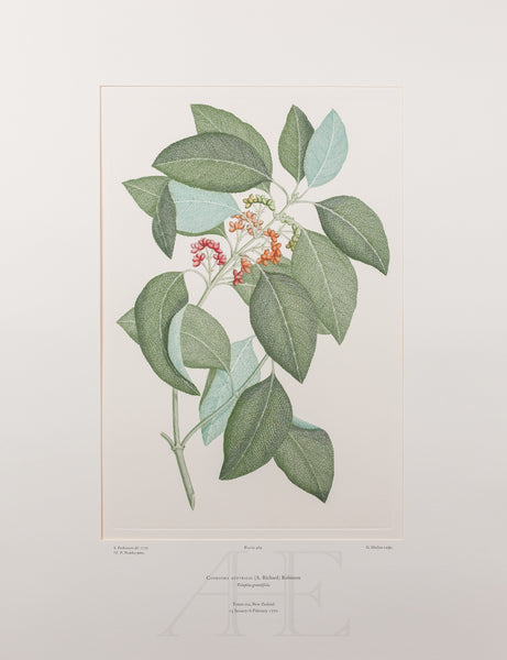 Banks Florilegium, Part 22, Plate 469