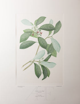 Banks Florilegium, Part 23, Plate 470