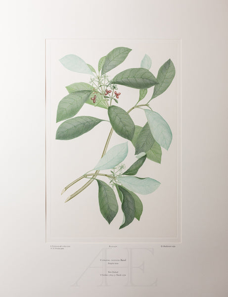 Banks Florilegium, Part 23, Plate 470
