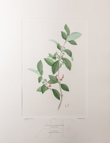 Banks Florilegium, Part 23, Plate 471