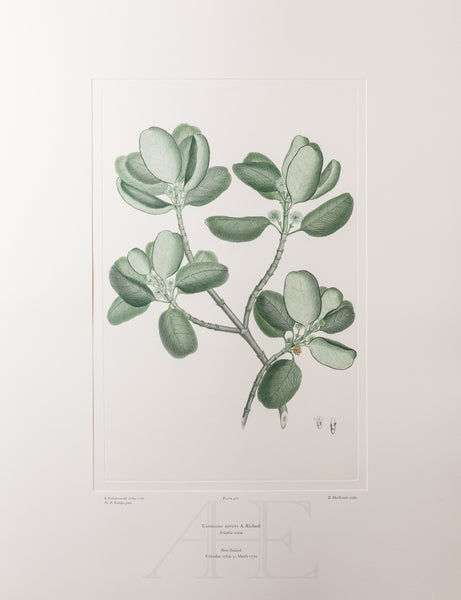 Banks Florilegium, Part 23, Plate 472