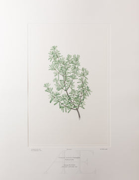 Banks Florilegium, Part 23, Plate 473