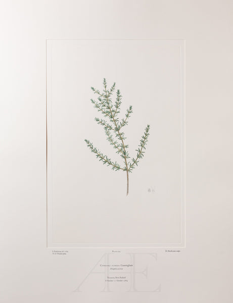 Banks Florilegium, Part 23, Plate 474