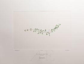 Banks Florilegium, Part 23, Plate 475