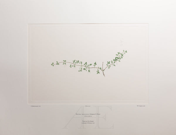 Banks Florilegium, Part 23, Plate 475