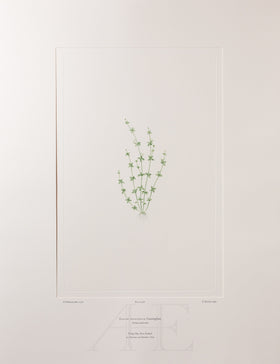 Banks Florilegium, Part 23, Plate 476