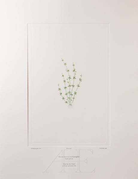 Banks Florilegium, Part 23, Plate 476