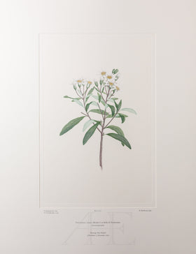 Banks Florilegium, Part 23, Plate 477