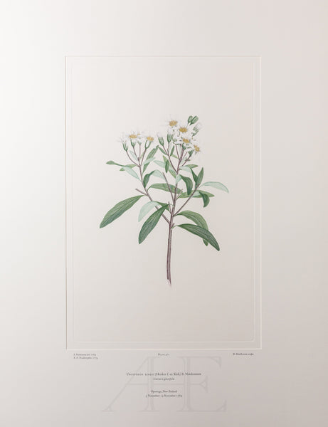 Banks Florilegium, Part 23, Plate 477