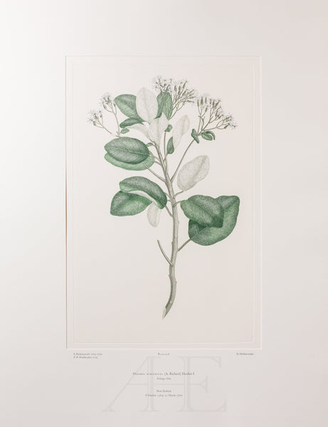 Banks Florilegium, Part 23, Plate 478