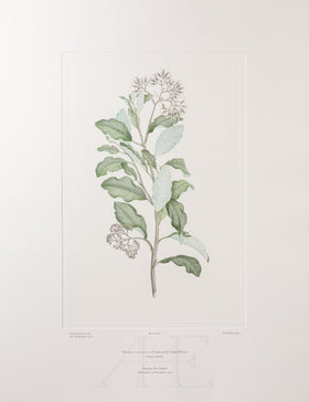 Banks Florilegium, Part 23, Plate 479