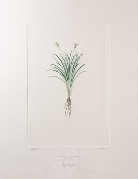 Banks Florilegium, Part 23, Plate 480