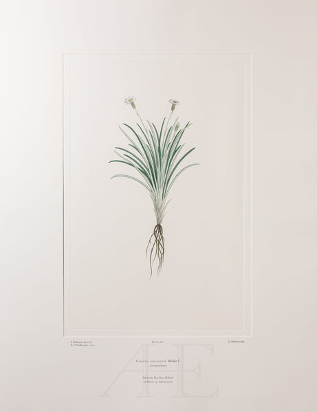 Banks Florilegium, Part 23, Plate 480