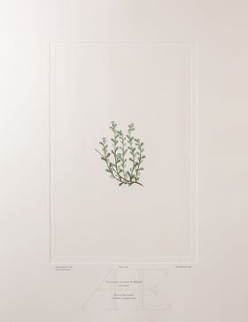 Banks Florilegium, Part 23, Plate 481