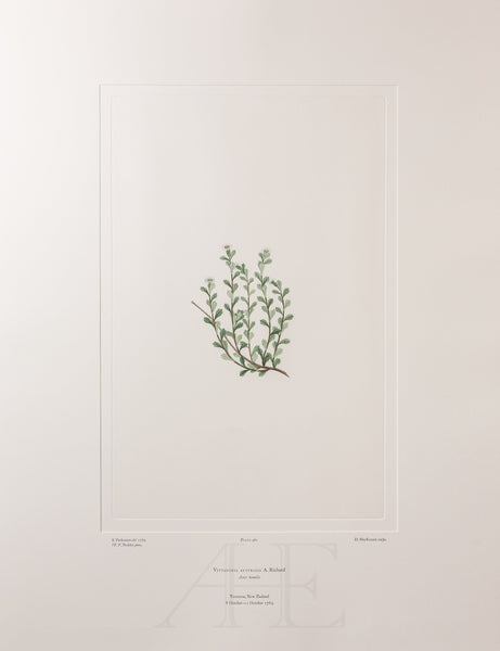 Banks Florilegium, Part 23, Plate 481