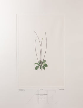 Banks Florilegium, Part 23, Plate 482