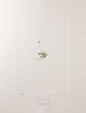 Banks Florilegium, Part 23, Plate 483