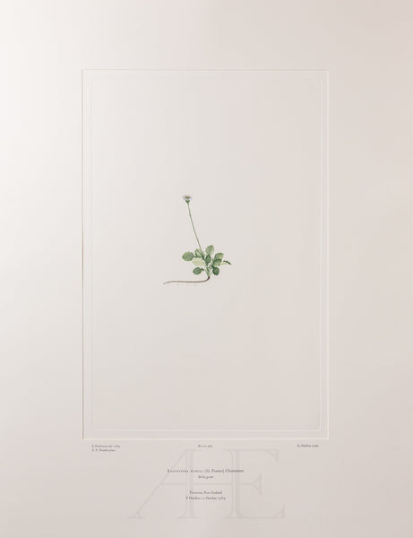 Banks Florilegium, Part 23, Plate 483