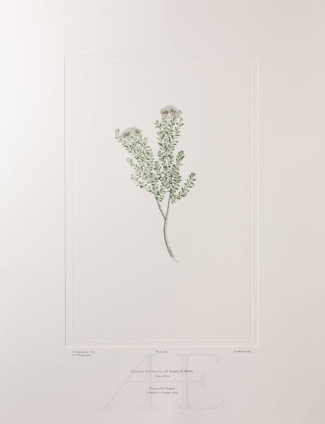 Banks Florilegium, Part 23, Plate 484