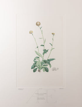 Banks Florilegium, Part 23, Plate 485