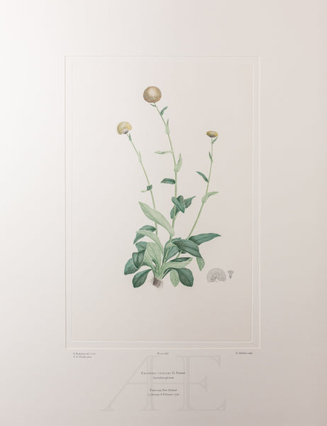 Banks Florilegium, Part 23, Plate 485