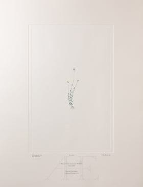 Banks Florilegium, Part 23, Plate 486