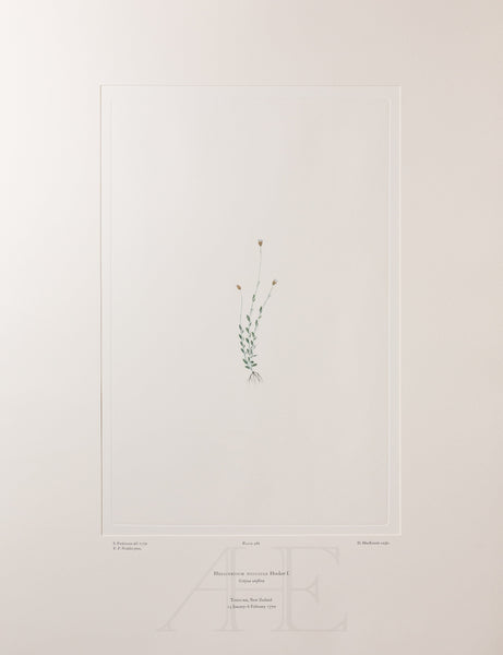 Banks Florilegium, Part 23, Plate 486