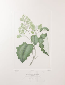 Banks Florilegium, Part 23, Plate 487