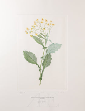 Banks Florilegium, Part 23, Plate 488