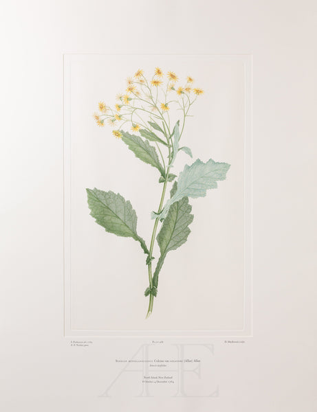 Banks Florilegium, Part 23, Plate 488