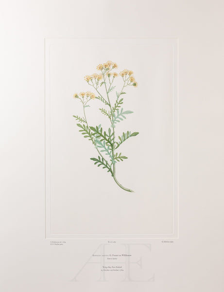 Banks Florilegium, Part 23, Plate 489