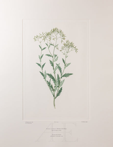 Banks Florilegium, Part 23, Plate 490