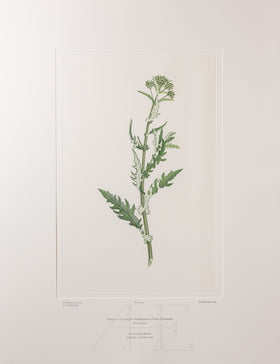 Banks Florilegium, Part 23, Plate 491