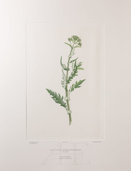 Banks Florilegium, Part 23, Plate 491