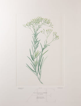 Banks Florilegium, Part 23, Plate 492