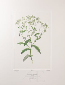 Banks Florilegium, Part 24, Plate 493