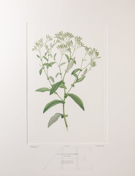 Banks Florilegium, Part 24, Plate 493