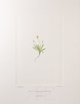 Banks Florilegium, Part 24, Plate 494