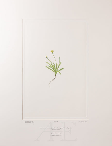 Banks Florilegium, Part 24, Plate 494
