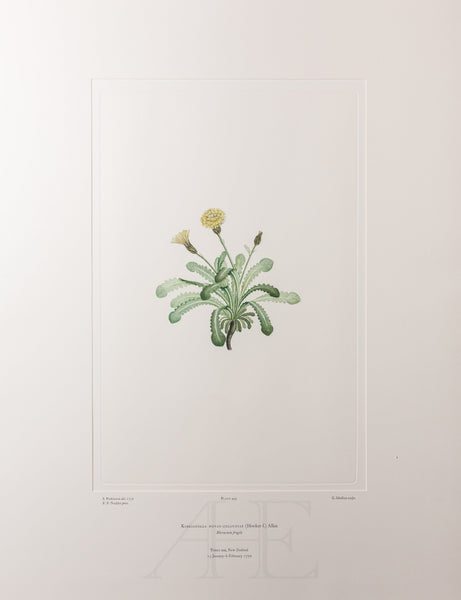Banks Florilegium, Part 24, Plate 495